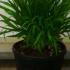 Agapanthus Dr Brouwer 30-40 cm buy online UK.
