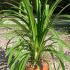 Agapanthus Orientalis Storm Cloud African Lily 20-40 cm buy online UK.