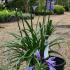 Agapanthus Peter Pan 20-30 cm buy online UK.