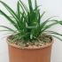 Agapanthus Praecox Getty White African Lily  10-20 cm buy online UK.