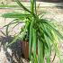 Agapanthus Queen Anne Lily of the Nile 10-20 cm buy online UK.