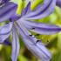 Agapanthus Silver Moon or African Lily Silver Moon, a dwarf variety with variegated foliage 