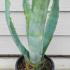 Agave Americana 35-40 cm buy online UK.