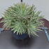 agave 20-25 cm buy online UK.