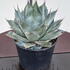 agave 20-30 cm buy online UK.