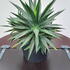 agave 20-40 cm buy online UK.