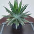 agave 20-40 cm buy online UK.
