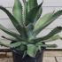 Agave Americana 60-80 cm buy online UK.