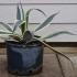 Agave Americana Variegata Century Plant 30-40 cm buy online UK.