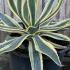 Agave Americana Variegata Century Plant 60-80 cm buy online UK.