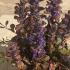 Ajuga Reptans Braunherz 10 cm buy online UK.