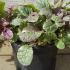 Ajuga Reptans Burgundy Glow 10 cm buy online UK.