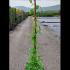 Akebia Quinata Climber 1.25-1.5 m buy online UK.