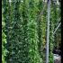 Akebia Quinata Climber 2-2.5 m buy online UK.
