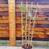 aq 1.3-1.5 m buy online UK.