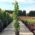 aq 1.5-1.75 m buy online UK.