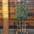 aqcf 1.3-1.5 m buy online UK.