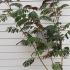 Albizia Julibrissin Evys Pride 1.5-1.75 m buy online UK.