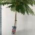 Albizia Julibrissin Evys Pride 1.25-1.5 m buy online UK.