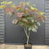 ajep 1.5-1.75 m buy online UK.
