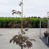Albizia Julibrissin Evys Pride 1.75-2 m buy online UK.