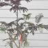 Albizia Julibrissin Evys Pride 1-1.25 m buy online UK.
