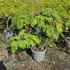 ajo 1-1.25 m buy online UK.