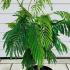 ajo 60-80 cm buy online UK.