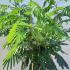 Albizia julibrissin Ombrella Tree 80-100 cm buy online UK.