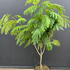 ajo 1.25-1.5 m buy online UK.