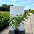 ajo 1.25-1.5 m buy online UK.