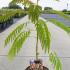 Albizia julibrissin Ombrella Tree 50-60 cm buy online UK.