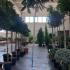 Albizia julibrissin Ombrella Tree 2-2.5 m buy online UK.