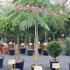 Albizia julibrissin Ombrella Tree 1-1.25 m buy online UK.