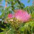 Albizia Julibrissin Ombrella tree is also called The Silk Tree Ombrella and is for sale online at our UK garden nursery.