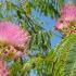 Albizia Julibrissin or Persian Silk tree pink flowering with fernlike foliage