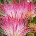 Albizia julibrissin Ombrella tree with pink silky flowers
