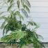 ajo 1.25-1.5 m buy online UK.