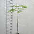 alj 80-100 cm buy online UK.