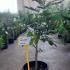 Albizia Julibrissin Persian Silk Tree 40-60 cm buy online UK.