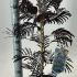 Albizia Julibrissin Summer Chocolate 30-35 cm buy online UK.