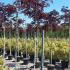  Albizia Julibrissin Summer Chocolate 2.25-2.75 m buy online UK.