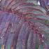 Albizia julibrissin Summer Chocolate with deep purple foliage