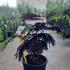  Albizia Julibrissin Summer Chocolate 40-60 cm buy online UK.