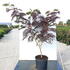 ajsc 1-1.25 m buy online UK.