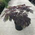 ajsc 80-100 cm buy online UK.