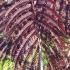 Albrizia Julibrissin Summer Chocolate is also known as the Purple Silk Tree. For sale online with UK nationwide delivery.