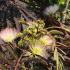 Albizia julibrissin Summer Chocolate with deep purple foliage and pink, silky flowers