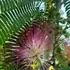 Beautiful ornamental foliage for a unique garden feature.