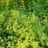 Alchemilla Mollis or Ladys Mantle Semi Evergreen Perennial